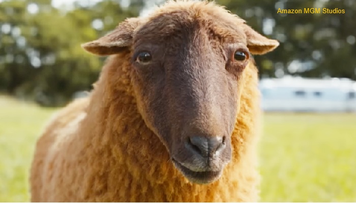 The Sheep Detectives The Sheep Detectives